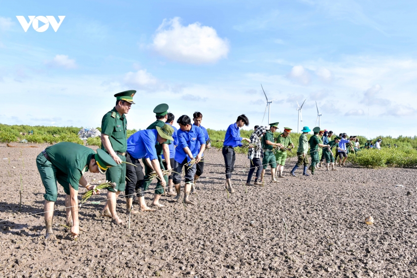 Cần Thơ trồng bổ sung 17ha rừng phòng hộ ven biển